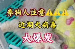 2025会爆发什么病毒吗，2025最近爆发的腹泻病毒