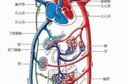 人体造血功能器官是什么，人体最大造血功能器官
