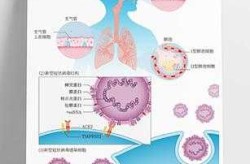 新冠病毒进出鼻腔途径确定，新冠病毒通过什么途径进入人体