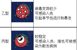 2024年流感病毒是什么型病毒（流感a病毒是什么意思）