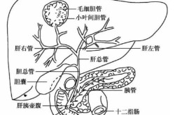 胆汁由哪个器官分泌的，胆汁在哪个器官里