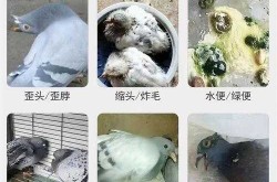 人感染新城疫一般多久好，人感染新城疫会死吗
