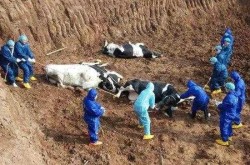山东聊城现在是疫区吗，山东聊城有疫情吗