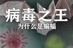 新冠病毒和蝙蝠病毒的区别，新冠病毒和蝙蝠有关系吗