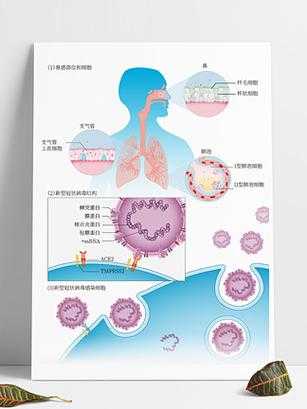 新冠病毒进出鼻腔途径确定，新冠病毒通过什么途径进入人体