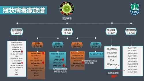 新型冠状病毒起因源头，新型冠状病毒的源头