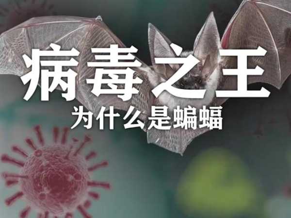 新冠病毒和蝙蝠病毒的区别，新冠病毒和蝙蝠有关系吗