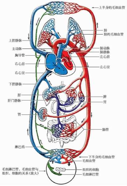 人体造血功能器官是什么，人体最大造血功能器官