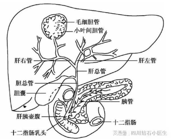 胆汁由哪个器官分泌的，胆汁在哪个器官里