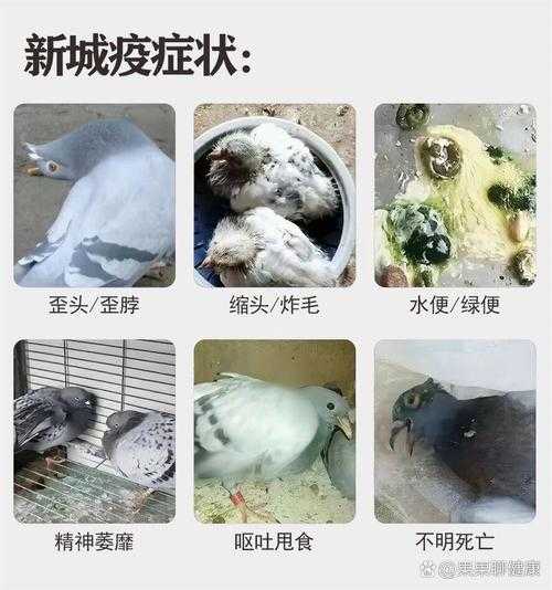 人感染新城疫一般多久好,人感染新城疫会死吗